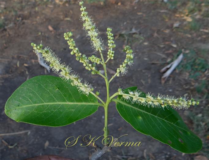  Inflorescence